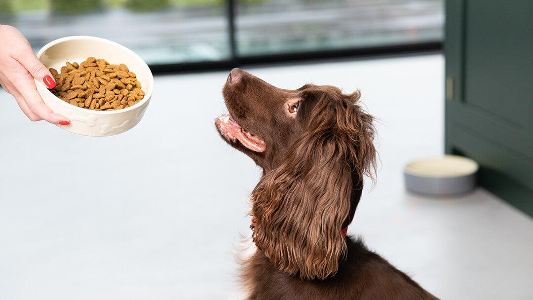 Dog Eating Food Guide to Feeding Your Adult Dog Purina